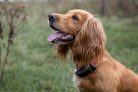 Keep your dog safe with a PAJ GPS Pet Finder 4G – woofwagwalk.co.uk