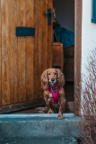 Elm Cottage – A Dog-friendly Cottage in North Yorkshire – woofwagwalk.co.uk